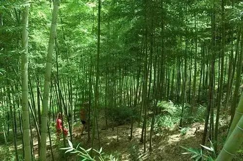 全云南最美的10個(gè)露營(yíng)地推薦之四： 峨山彝人谷