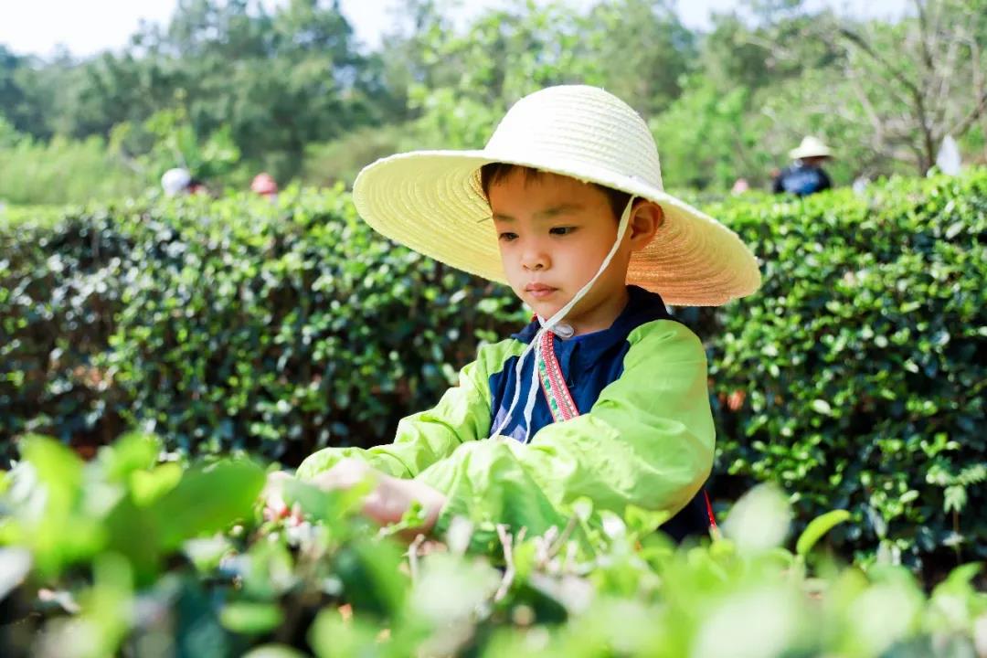 五一假期有安排了嗎？快來體驗采茶制茶品茶樂趣