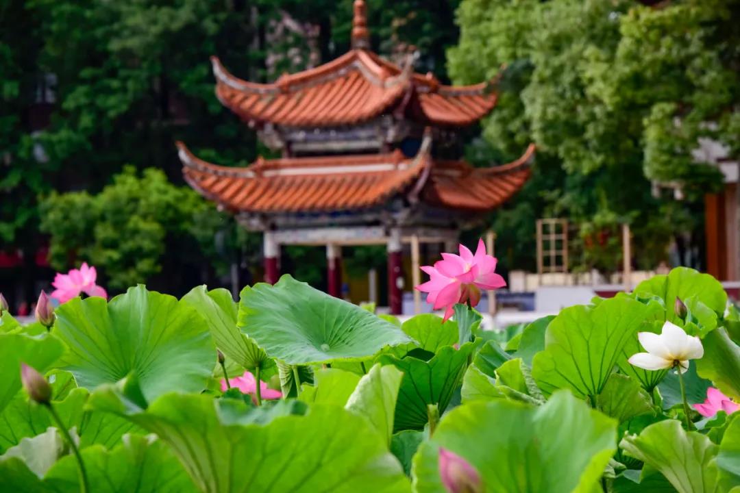 夏日云南這些地方荷花早已盛放,或潔白素雅、或紅如胭脂等你來(lái)賞荷