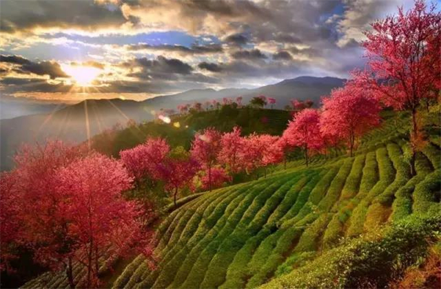 云南旅拍地推薦：云南無(wú)量山櫻花谷，春天到達(dá)最早的地方
