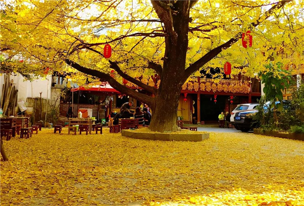 云南傳媒公司：騰沖銀杏村：許你一個金色的童話世界！！