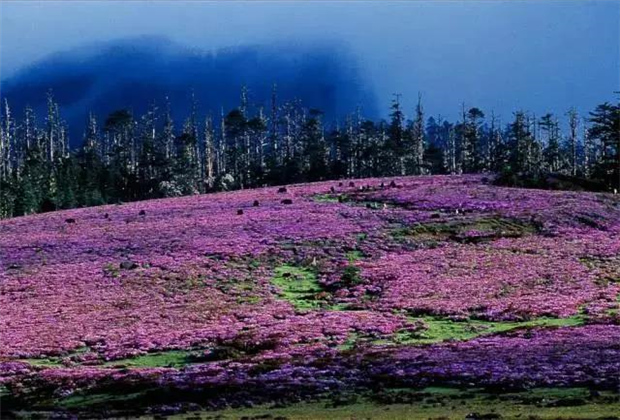 云南露營場地：香格里拉花開成海！錯過要等一年！