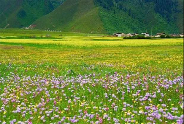 云南傳媒公司：納帕海大草原——一半是湖泊，一半是草原